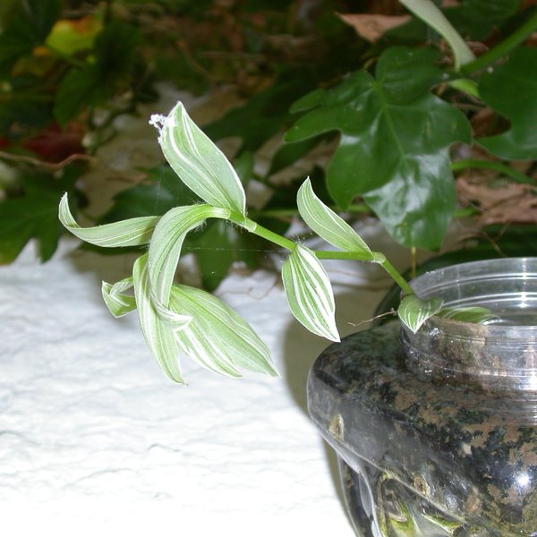 Tradescantia fluminensis Vell.