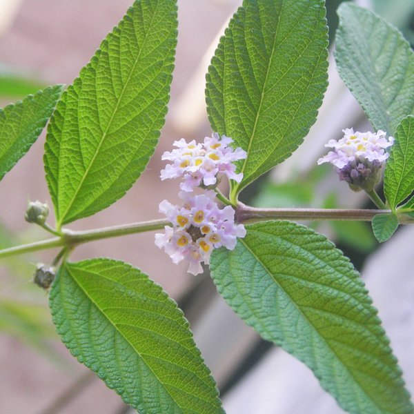 Lantana montevidensis (Spreng.) Briq.