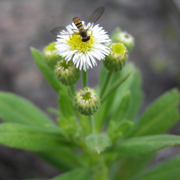 Erigeron alternifolius (Lawesson & Adsersen) N. Andrus & Tye