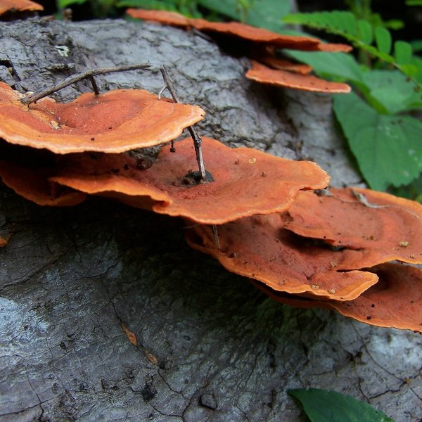 Pycnoporus sanguineus (L.) Murrill