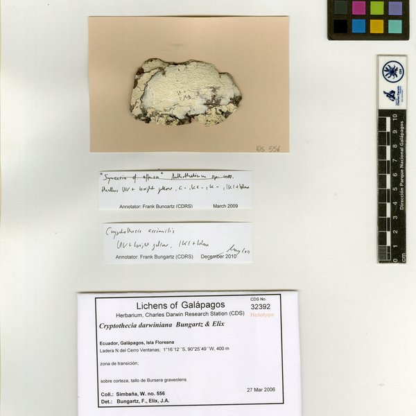 Cryptothecia darwiniana Bungartz & Elix