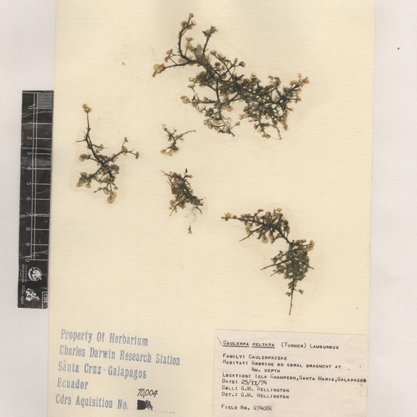 Caulerpa chemnitzia (Esper) J.V. Lamouroux