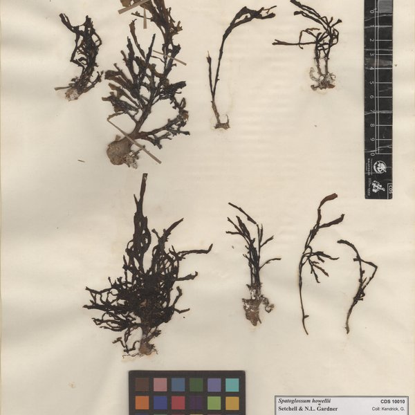 Spatoglossum howellii Setchell & N.L. Gardner