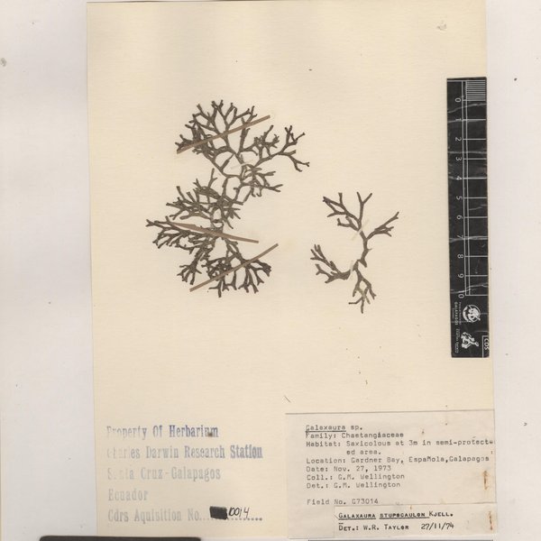 Dichotomaria marginata (J. Ellis & Solander) Lamarck
