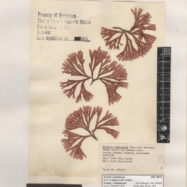 Scinaia complanata (F.S. Collins) A.D. Cotton