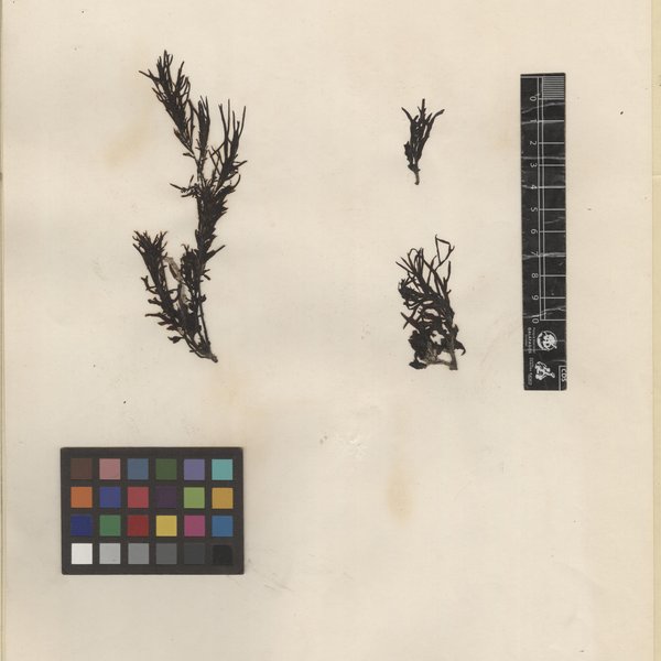 Sargassum galapagense Grunow, 1886