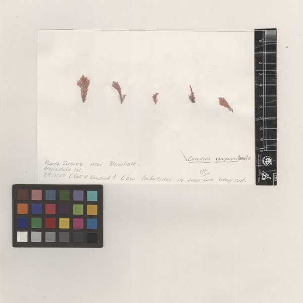 Corallina vancouveriensis Yendo