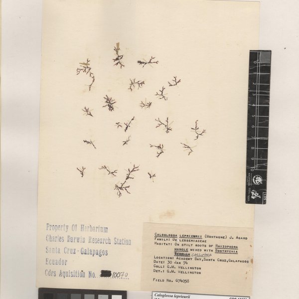 Caloglossa leprieurii (Montagne) G. Martens
