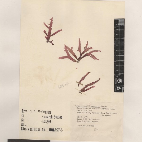 Austrofolium howellii (W.R. Taylor) M.J. Wynne
