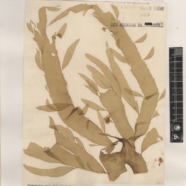 Desmarestia munda Setchell & N.L. Gardner