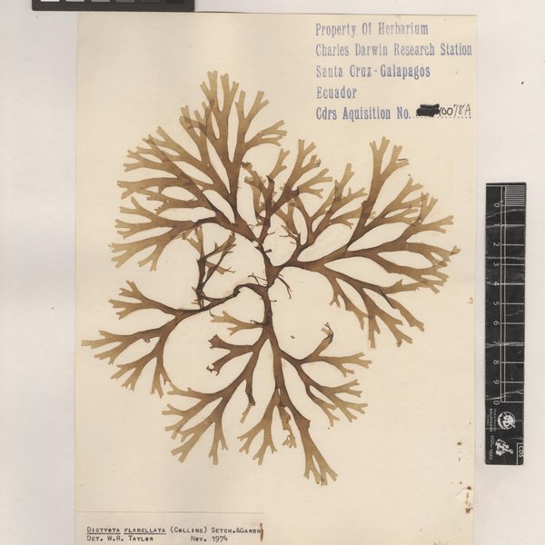 Dictyota flabellata (F.S. Collins) Setchell & N.L. Gardner