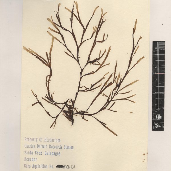 Dictyota galapagensis (Farlow) De Clerck