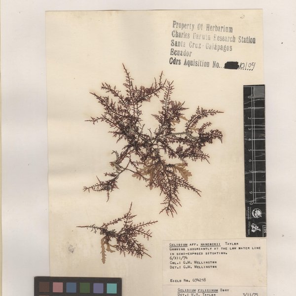 Gelidium hancockii W.R. Taylor