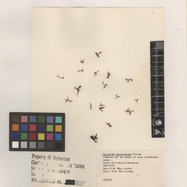 Gelidium galapagense W.R. Taylor
