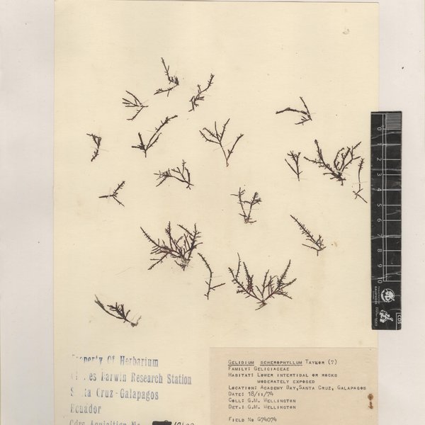 Gelidium sclerophyllum W.R. Taylor