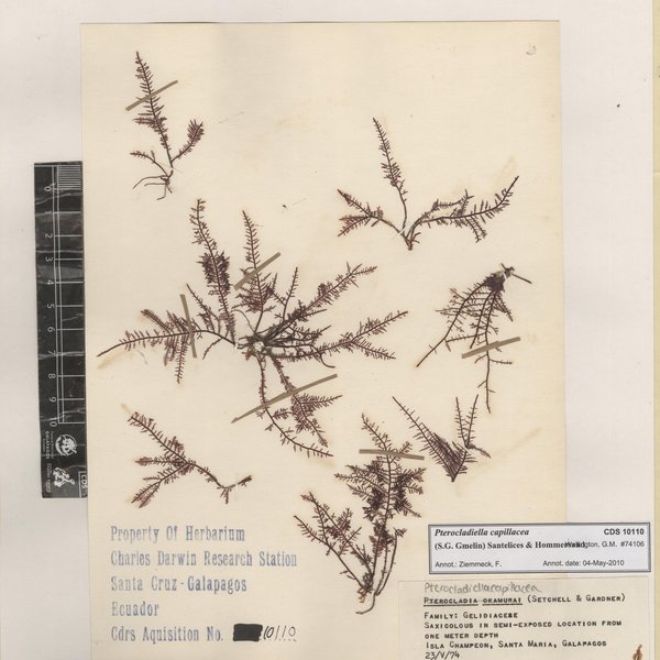 Pterocladiella capillacea (S.G. Gmelin) Santelices & Hommersand