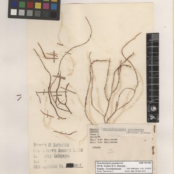 Gracilariopsis panamensis (W.R. Taylor) E.Y. Dawson