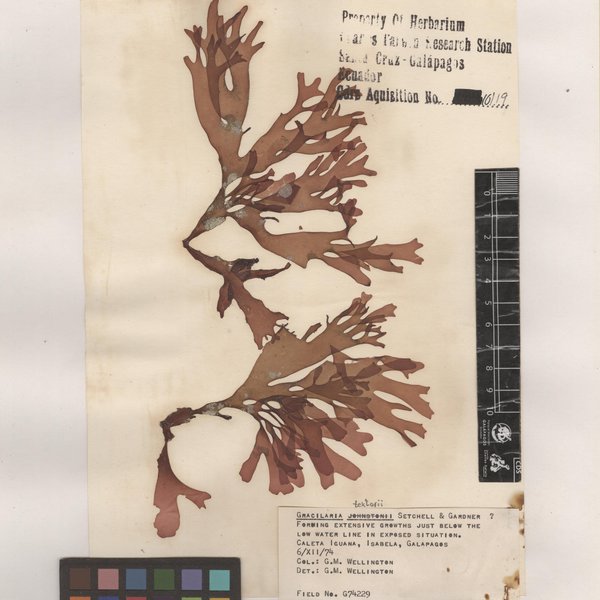 Gracilaria textorii (Suringar) Hariot