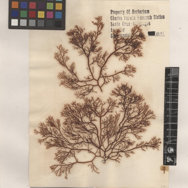 Gracilaria subsecundata Setchell & N.L. Gardner