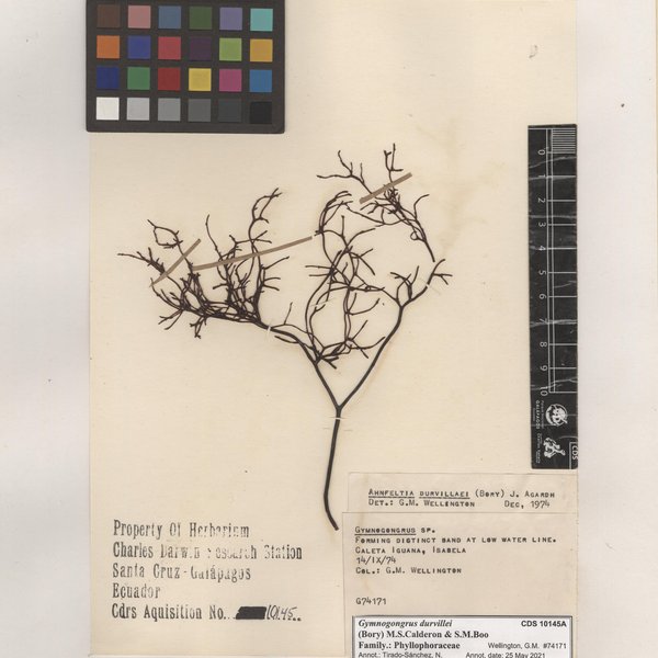 Gymnogongrus durvillei (Bory) M.S.Calderon & S.M.Boo