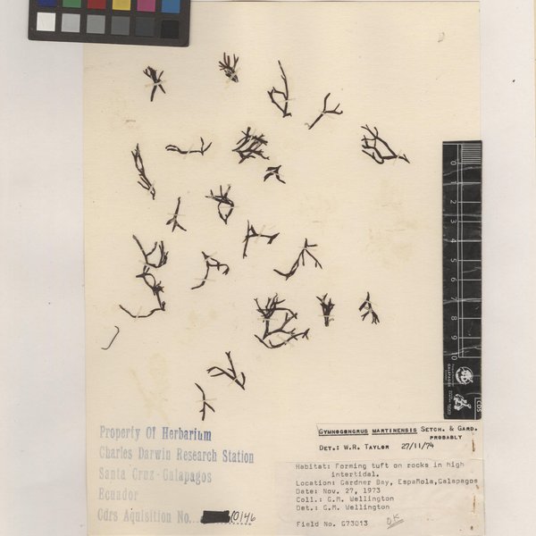 Gymnogongrus martinensis Setchell & N.L. Gardner