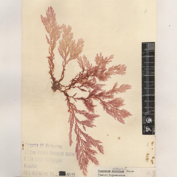Plocamium cartilagineum (L.) P.S. Dixon