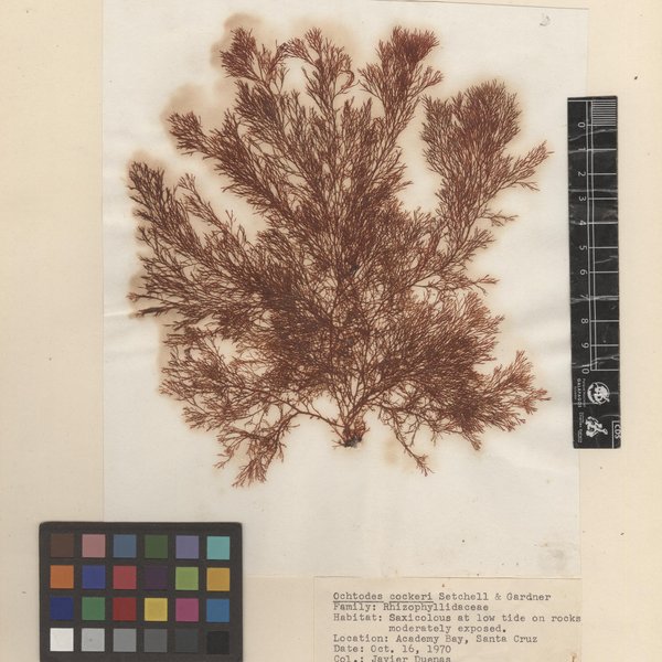 Ochtodes crockeri Setchell & N.L. Gardner