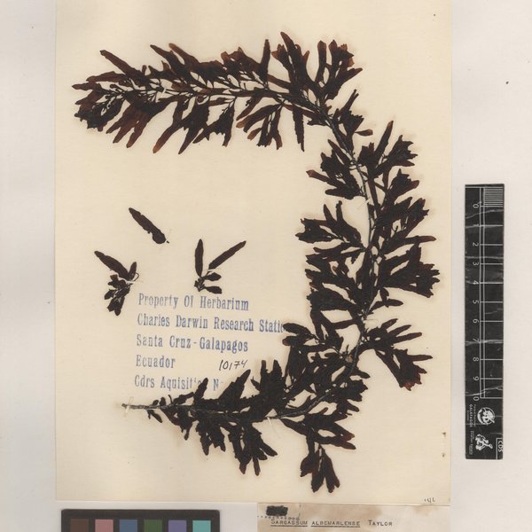 Sargassum albemarlense W.R.Taylor