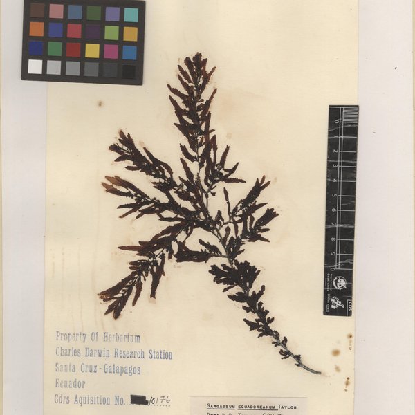 Sargassum ecuadoreanum W.R. Taylor