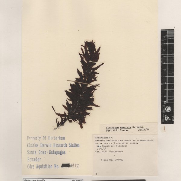 Sargassum howellii Setchell
