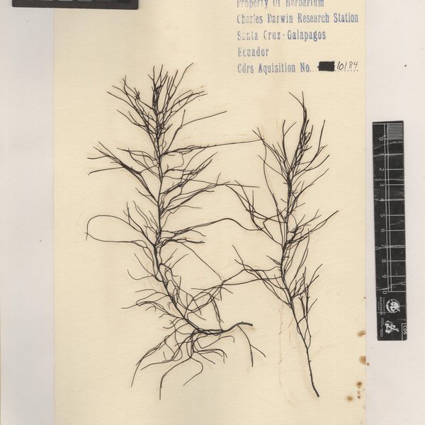 Sargassum setifolium (Grunow) Setchell