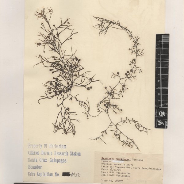 Sargassum templetonii Setchell