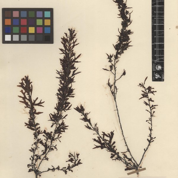 Sargassum zacae Setchell