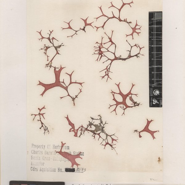 Sarcodiotheca tenuis W.R. Taylor