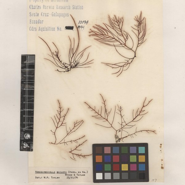 Sarcodiotheca gaudichaudii (Montagne) P.W.Gabrielson