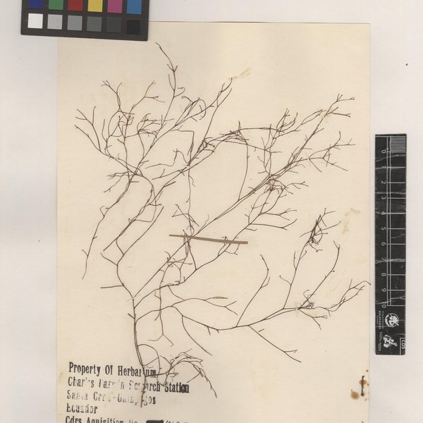 Carpomitra costata (Stackhouse) Batters