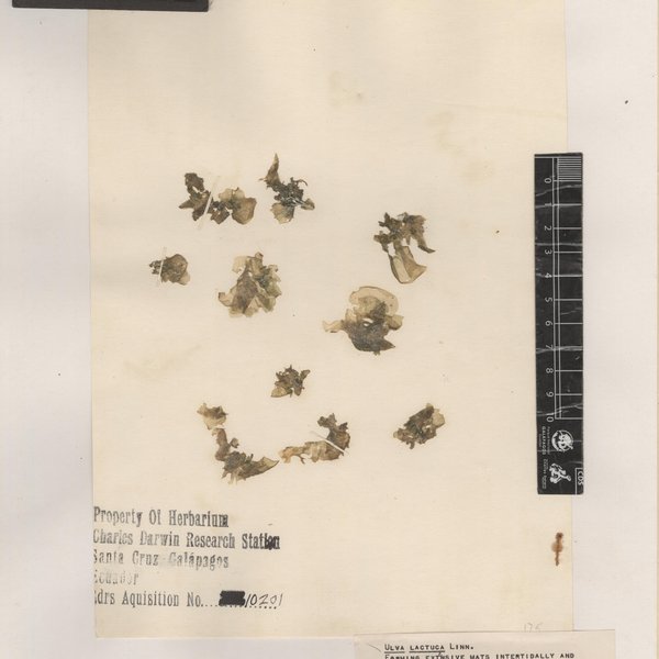 Ulva lactuca L.