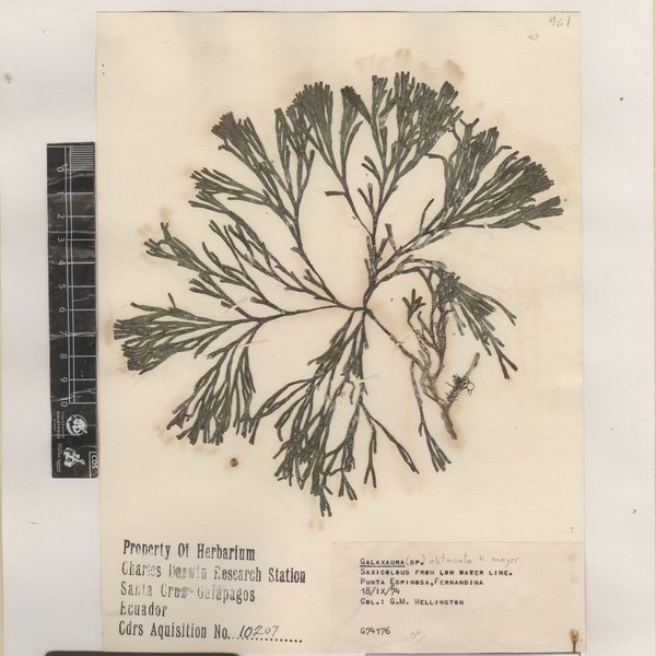 Dichotomaria obtusata (J. Ellis & Solander) Lamarck