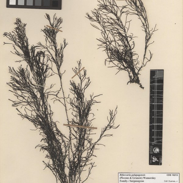 Bifurcaria galapagensis (Piccone & Grunow) Womersley