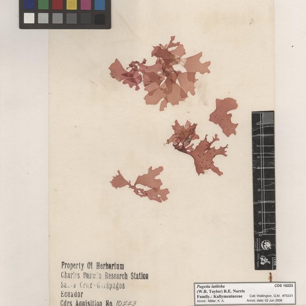 Pugetia latiloba (W.R. Taylor) R.E. Norris