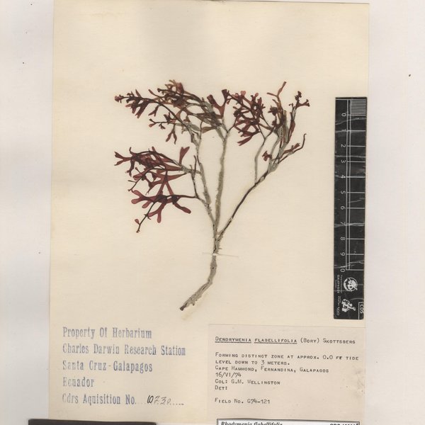 Rhodymenia flabellifolia (Bory de Saint-Vincent) Montagne