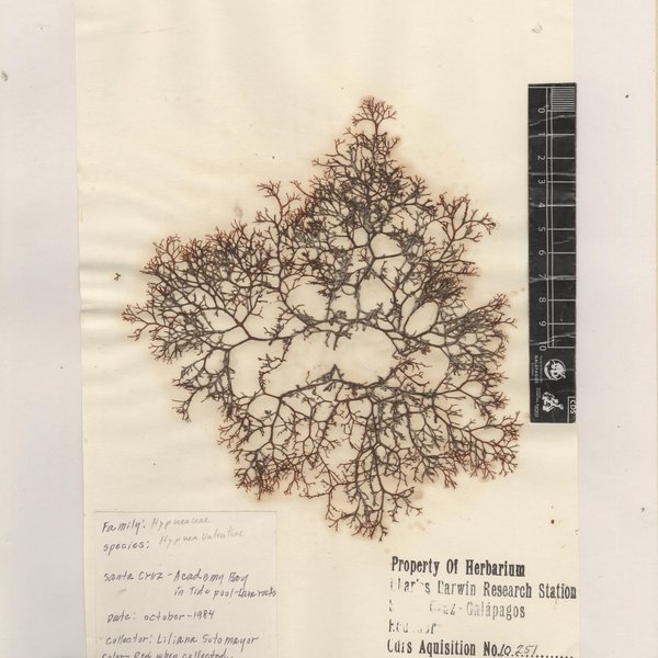 Hypnea valentiae (Turner) Montagne