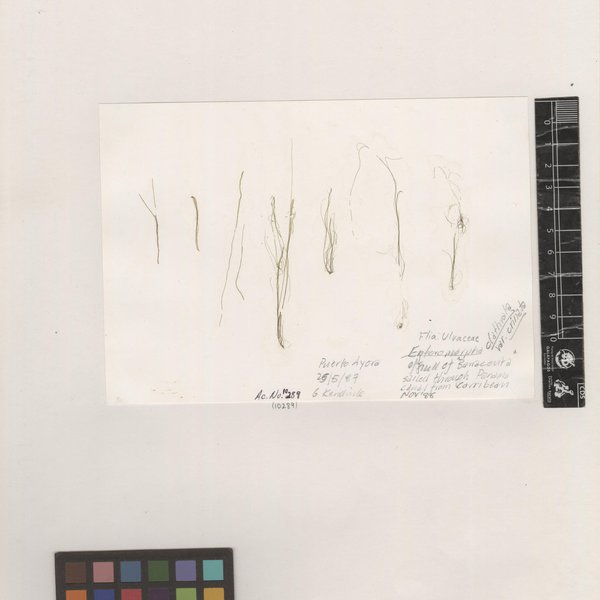 Ulva clathrata (Roth) C. Agardh