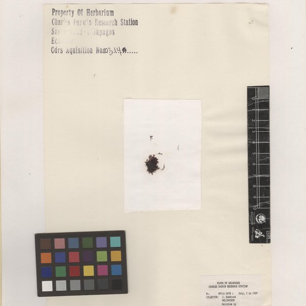 Gelidium pusillum (Stackhouse) Le Jolis