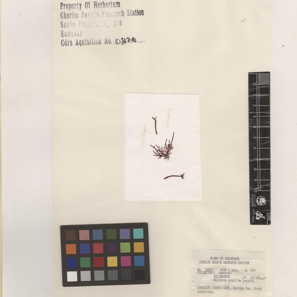 Gelidium pusillum var. cylindricum W.R. Taylor