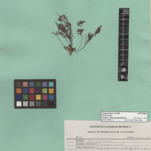 Asparagopsis svedelii W.R.Taylor
