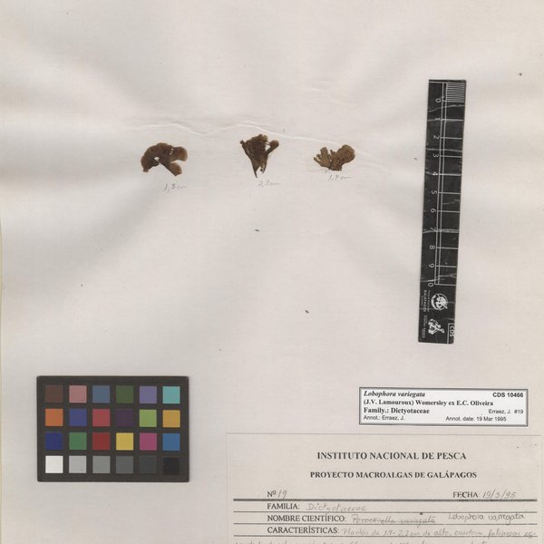 Lobophora variegata (J.V. Lamouroux) Womersley ex E.C. Oliveira