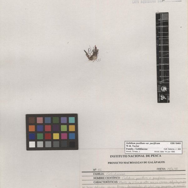 Gelidium pusillum var. pacificum W.R. Taylor