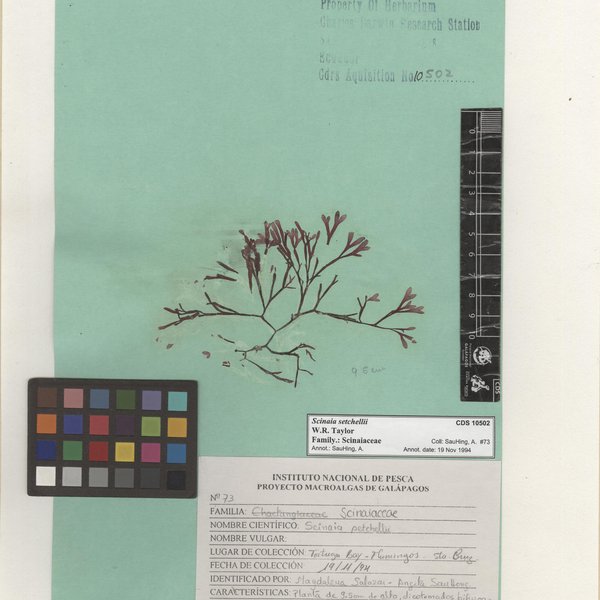 Scinaia setchellii W.R. Taylor