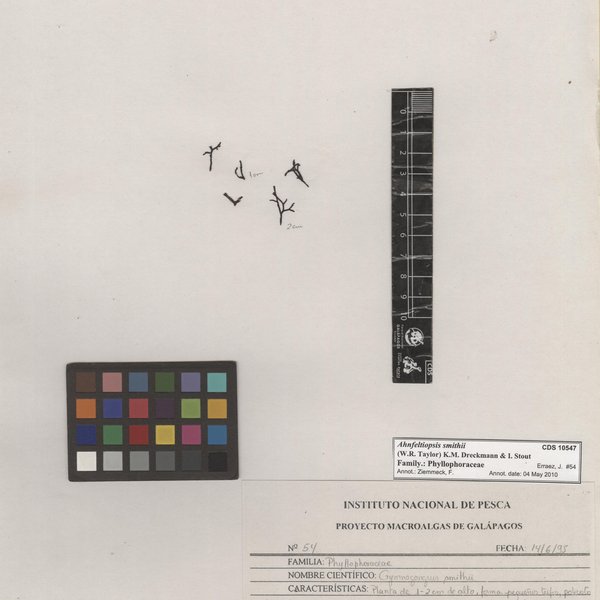 Ahnfeltiopsis smithii (W.R. Taylor) K.M. Dreckmann & I. Stout